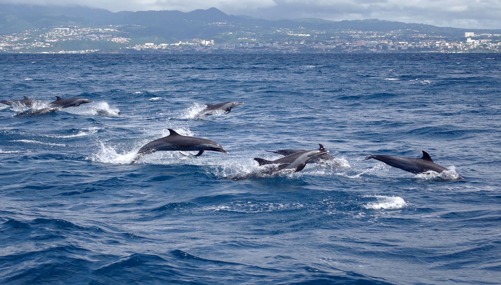 Sortie dauphins